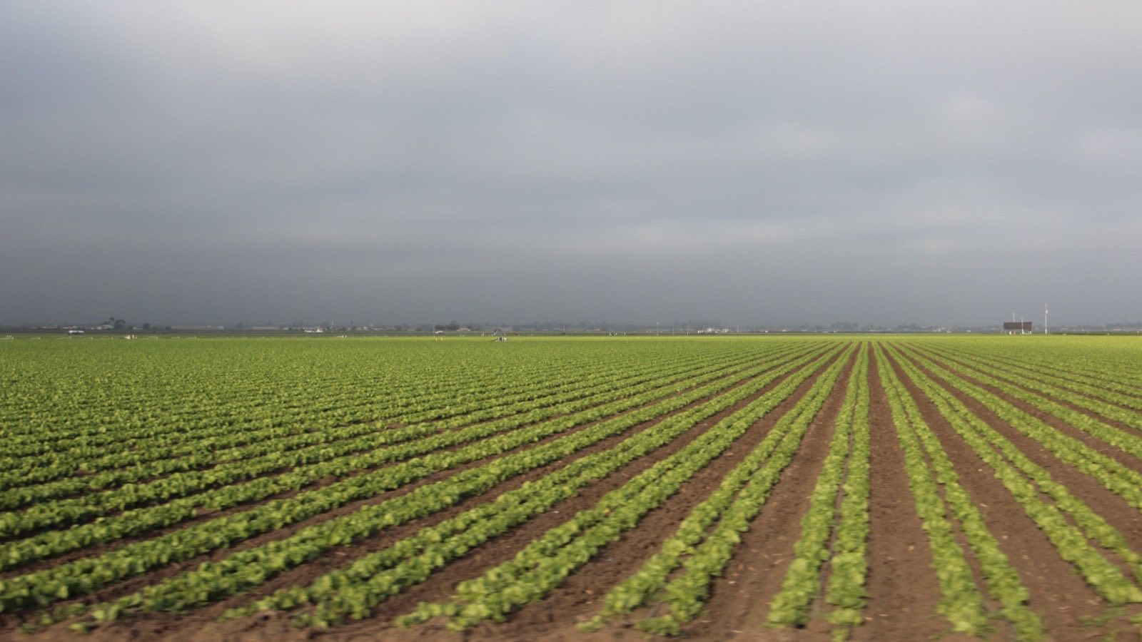 Rows of lettuce in a Salinas Valley field under a gray summer sky